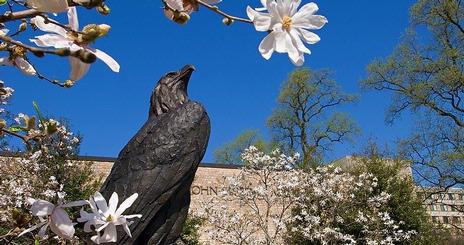 Eagle and Flowers